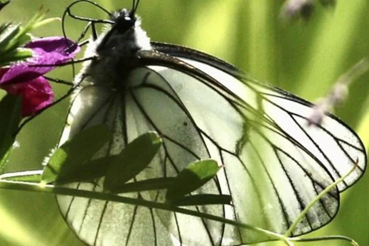 100 yıl önce soyu tükenen kelebek, yeniden ortaya çıktı
