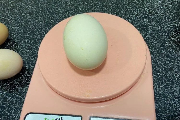 117 gramlık yumurta görenleri şaşırttı