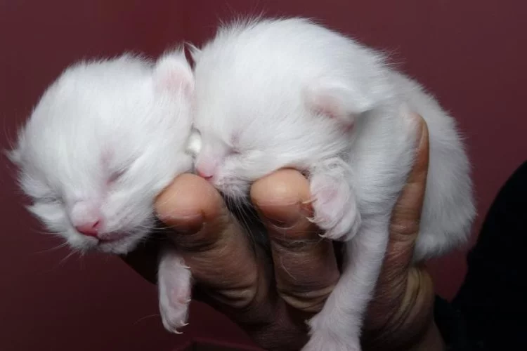 2022 yılının ilk Van kedileri dünyaya geldi