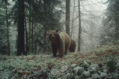 Havaların soğumasını bekleyen ayıları uyku tutmadı