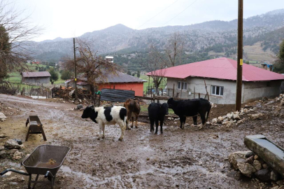 Kahramanmaraş'ta kuduz karantinası sürüyor