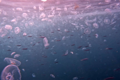 İstanbul Boğazı’nda denizanası istilası