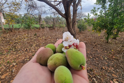 Kayısı ağacı kış ortasında çiçek açıp meyve verdi