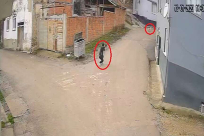Bursa'da pompalı tüfekle köpeği öldüren caninin başka bir köpeği daha vurduğu ortaya çıktı