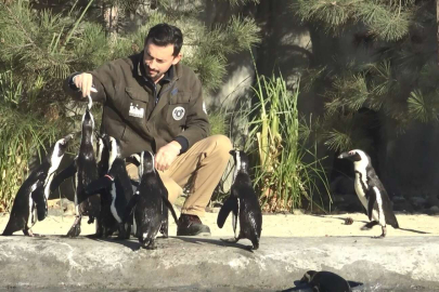 Bursa'da Dünya Penguen Günü'nde sardalya sürprizi