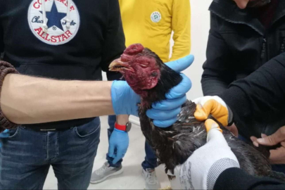 Hayvan koruma derneğinde horoz dövüştürdüler!