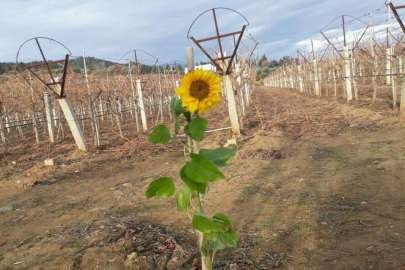 Ocak ayında ayçiçeği açtı