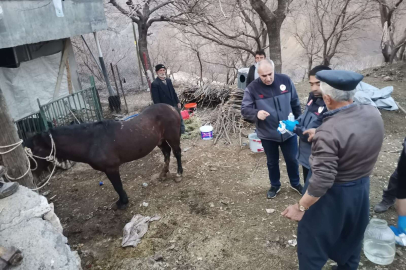 Adıyaman'da bir at enkazdan 21 gün sonra canlı çıkarıldı