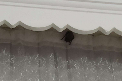 Iğdır'da eve giren yarasa iki çocuğu ısırdı