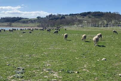 Göl çekildi: Balığın yerini koyun aldı!