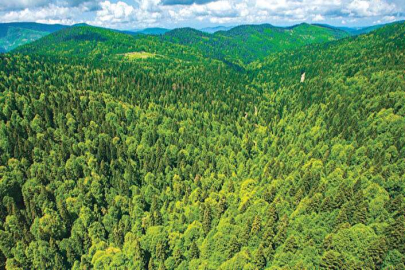 Orman Mühendisleri Odası’ndan 'uygun orman alanlarının yerleşime açılması' çağrısı