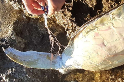 Didim'de ölü caretta caretta kıyıya vurdu