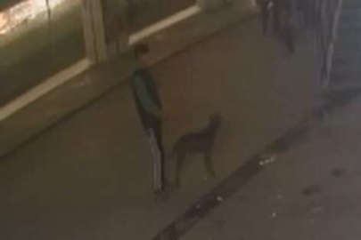 Şaka için serbest bırakılan pitbull çocuğa saldırdı