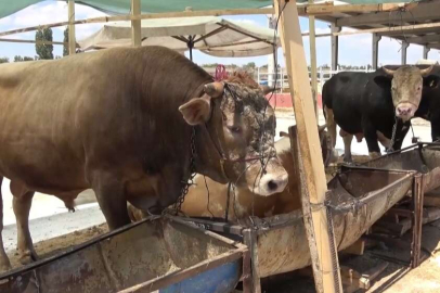Zonguldak'ta 215 köyde şap karantinası