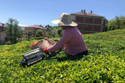 ÇAYKUR 60 milyon 272 bin lira kar açıkladı