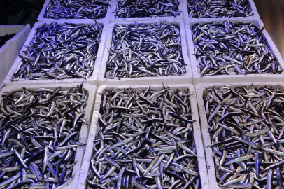 Uzmanlardan öneri: 1 yıl hamsi avlanmasın