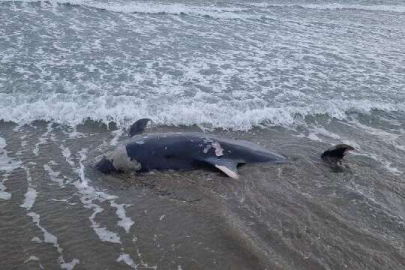 Fransa'da yunusları korumak için avlanma yasağı kararı