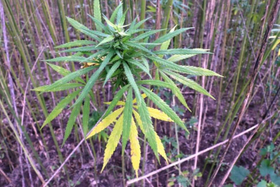 Yerli ve milli kenevirlerin tarım içerisindeki rolü artıyor