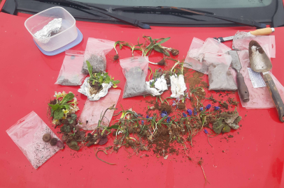 12 bitki türünü Avrupa’ya kaçırmaya çalışan iki Slovakyalıya ceza