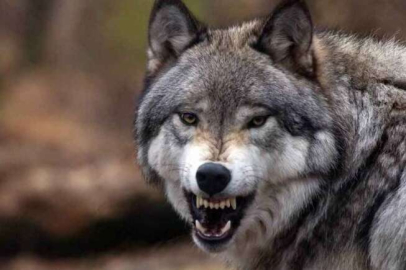 Erzurum’da kurt saldırısı: 5 yaralı