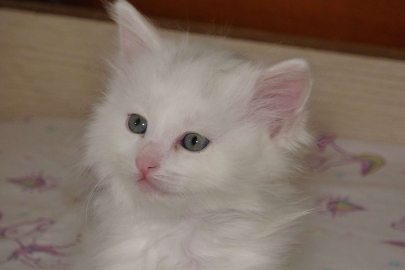 Van kedilerinin ilk parti doğumlarında sona doğru