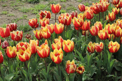 İstanbul'da lale mevsimi başladı