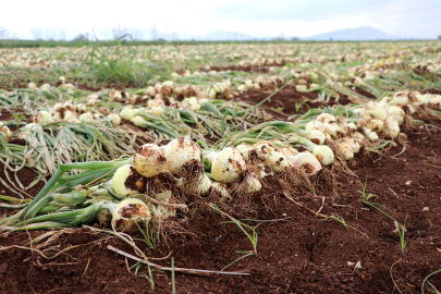 Tarih verildi: Soğan fiyatları ne zaman düşecek?