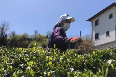 Doğu Karadeniz'de yaş çay sezonu hazırlıkları başladı