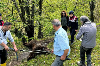 Yaralı ayının imdadına ekipler yetişti