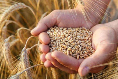 Bulgaristan, Ukrayna'dan tahıl ithalatını yasakladı