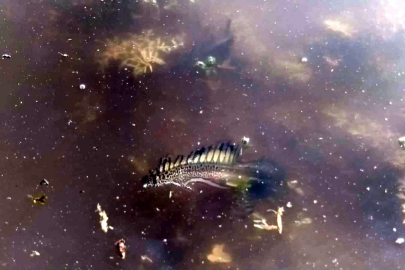 Bursa'da ilk kez görülen semender şaşkınlık yarattı