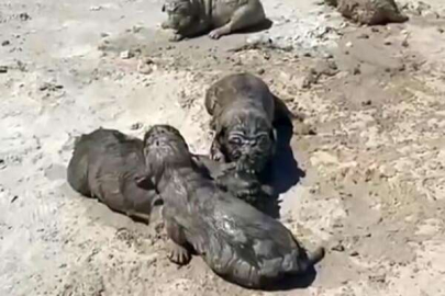 Antalya’da yavru köpeklere beton atık suyu katliamı