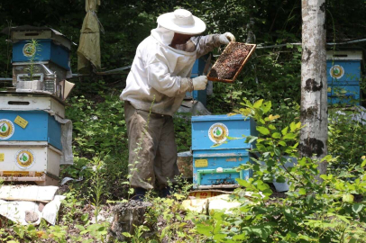 Bal ormanı sayısının iki yıl içerisinde 844’e çıkarılması planlanıyor