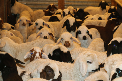 Şap hastalığı nedeniyle durdurulan hayvan hareketleri kısıtlaması kaldırılıyor