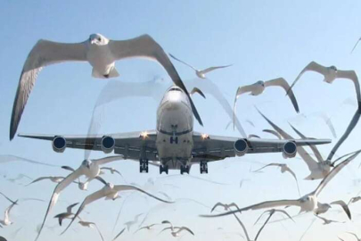 Nepal'de uçağın motoruna kuş çarptı