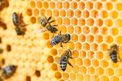 Türkiye'de bir ilk: Arı pazarı Bursa'da açılıyor