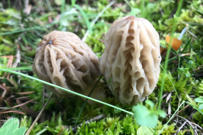 Kuzugöbeği mantarı gelir kapısı oldu: Kilosu 2 bin 500 lira