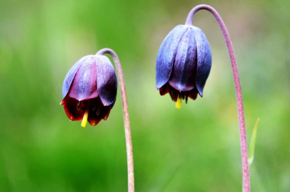 Palandöken’de Kaf Laleleri açtı
