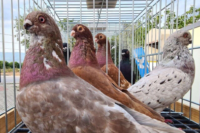 ‘Tokur’ ırkı güvercinler güzellikleriyle yarıştı