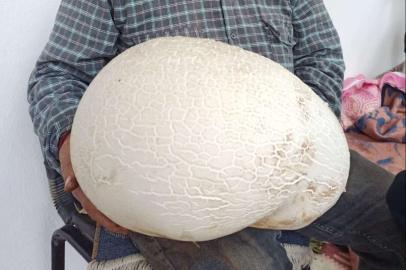 Dev mantar görenleri şaşkına çevirdi