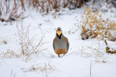Türkiye'de yaşayan 500 kuş türünden 350'sini görüntüledi