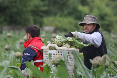 Hasanağa enginarında hasat zamanı