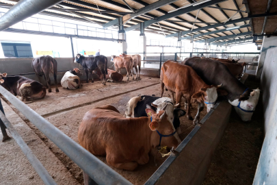 Kurbanlıklar Bursa'ya gelmeye başladı