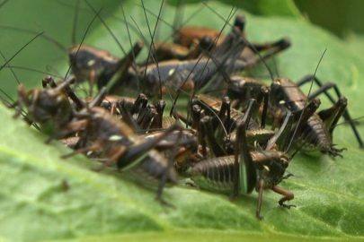 Muş'ta çekirge alarmı: Tarlalara doğru ilerliyorlar