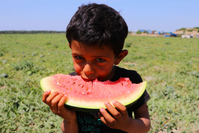 Adana karpuzu dünya sofralarını da süslüyor
