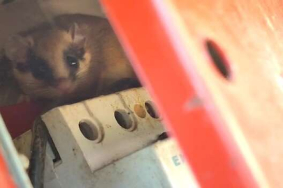 Nesli tehlike altındaki yediuyur Bolu'da görüntülendi