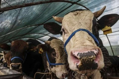 Kurban kesiminde kurallara uymayanlara ceza yağacak