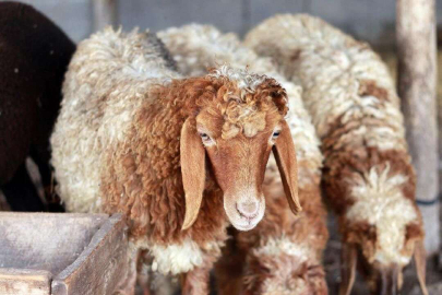 Kızılay kurban vekaleti bedellerini açıkladı