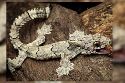 Yeni kertenkele keşfi: Hem uçuyor, hem sırıtıyor