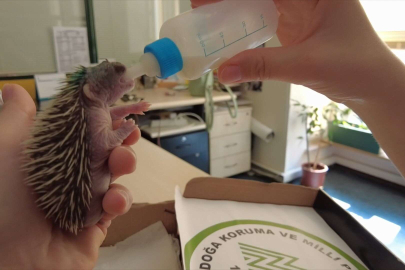 Bursa'da çim biçerken yaralanan yavru kirpi tedavi altında